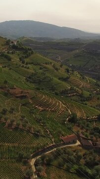 Aerial Wine valley in Douro Vertical View