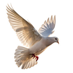 Obraz premium dove of peace