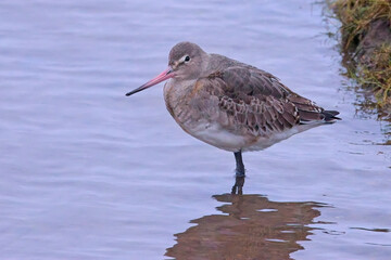 Black-tailed Godwit (Limosa limosa), winter plumage, standing in shallow water, Hayle Estuary RSPB Reserve, Cornwall, UK.