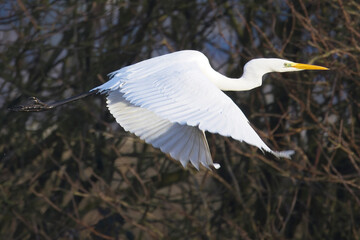 Great Egret (Ardea alba) in flight, Hayle, Cornwall, UK.