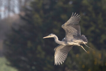 Grey Heron (Ardea cinerea) in flight showing underwing, Marazion, Cornwall, UK.