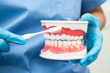 Doctor clean teeth denture with toothbrush for teach patient and dentist studying about dentistry.