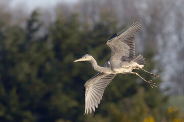 Grey Heron (Ardea cinerea) in flight showing underwing, Marazion, Cornwall, UK.