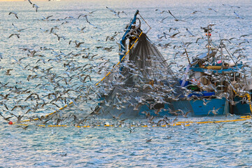 Gulls Flocking Around Fishing Boat