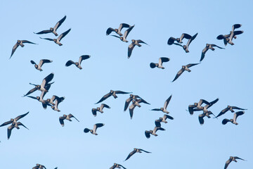Northern Lapwing (Vanellus vanellus) flock in flight, Hayle estuary, Cornwall, UK.