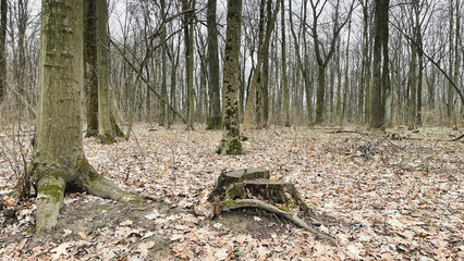 Many tree branches on the ground in the forest on fallen leaves after sanitary felling of trees, chips. Early spring.