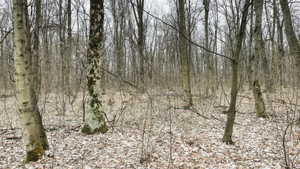 Obraz premium Many tree branches on the ground in the forest on fallen leaves after sanitary felling of trees, chips. Early spring.