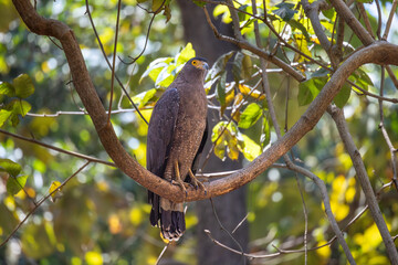 CRESTED SERPENT EAGLE