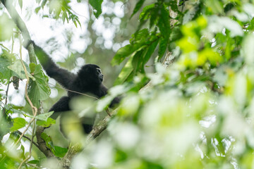 Western Hoolock Gibbon