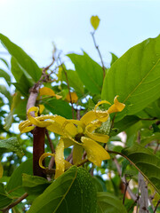 Ylang-Ylang flower (ilang ilang), Cananga odorata, yellow petals as long, flat lines that are bent, far fragrant, with water drop in ornamental garden. Nature background. Chiang Mai, Thailand.