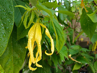 Ylang-Ylang flower (ilang ilang), Cananga odorata, yellow petals as long, flat lines that are bent, far fragrant, with water drop in ornamental garden. Nature background. Chiang Mai, Thailand.