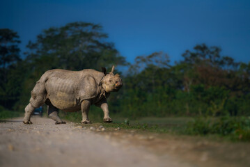 One horned rhino kaziranga