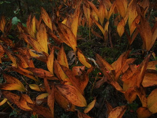 Autumn forest floor covered with dry golden leaves, creating a warm and natural texture in the wild environment