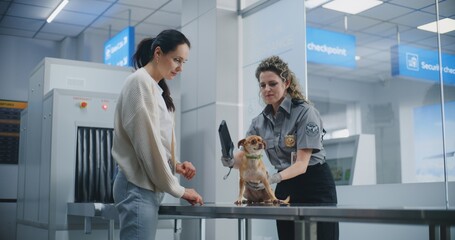 Woman with Pet at Security Checkpoint in Airport: Female TSA Officer Inspects Chihuahua Dog Using...