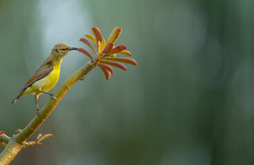 bird on a branch