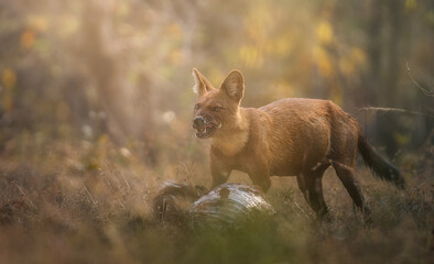 Dhol - WIld dog of India