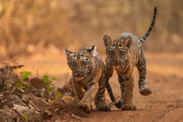 TIger Cubs in the wild