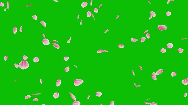 falling sakura flower petals isolated green screen background