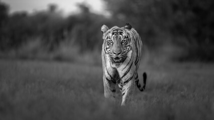 black and white Tiger