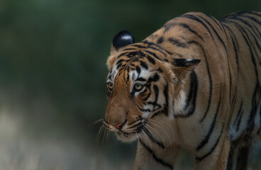 Portrait of Tiger