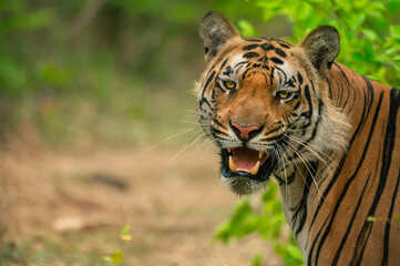 portrait of a tiger