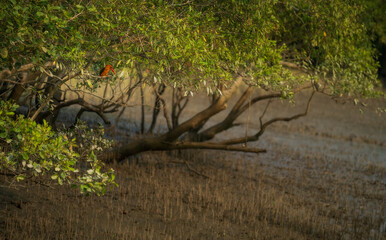 Sundarban Mangrove