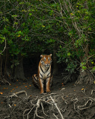bengal tiger in the jungle SUndarban
