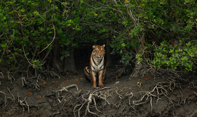SUndarban Tiger
