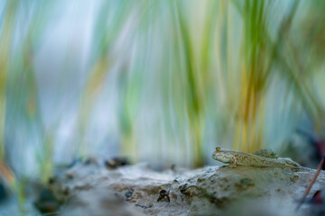 Mudskipper in Mangrove forest