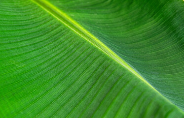 Banana palm leaves, background and texture	