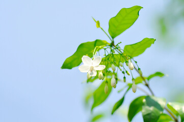Obraz premium Water jasmine or Wrightia religiosa Benth or apocynaceae, Echites religiosus or Wrightia religiosa