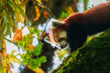 Red Panda In Natural forest