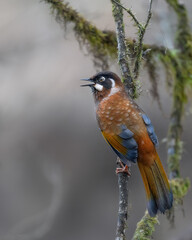 Black faced laughingthrush 