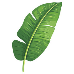 Obraz premium Banana leaf illustration banana art vector