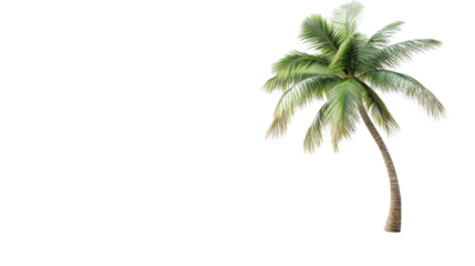 Realistic palm tree swaying gently with transparent background