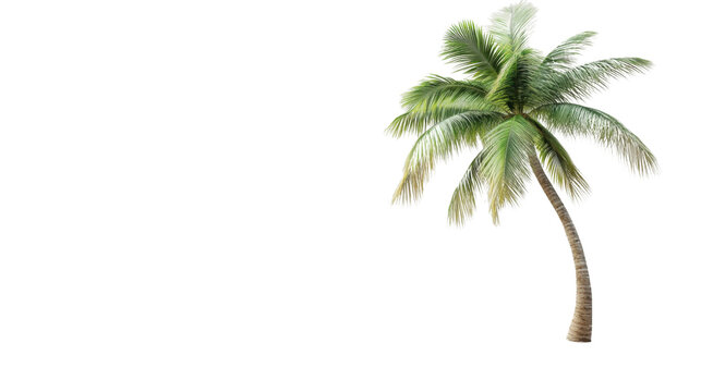 Realistic palm tree swaying gently with transparent background