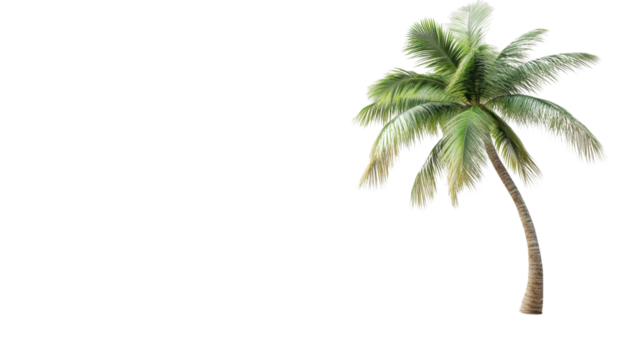 Realistic palm tree swaying gently with transparent background