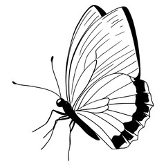 Obraz premium Butterfly drawing art sketch vector