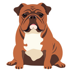 Obraz premium Bulldog bulldog illustration animal vector
