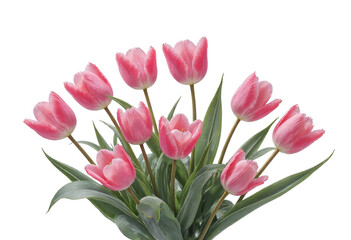 Fototapeta premium Bouquet of pink tulips with transparent background