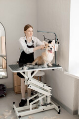 Professional pet groomer soothes corgi with soft strokes, focusing on delicate coat care, delicate fur brushing, and delicate grooming techniques for a stress-free salon experience expert care