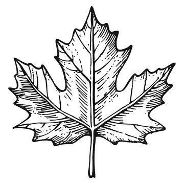 Maple leaf illustration botanical detailed vector