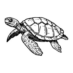 Naklejka premium Turtle animal white illustration vector