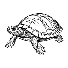 Fototapeta premium Turtle reptile animal sketch vector