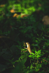Lizards belong to the order Squamata, which also includes snakes. They are distinguished from snakes by several key characteristics, though evolutionary lines can blur.