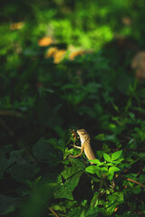 Lizards belong to the order Squamata, which also includes snakes. They are distinguished from snakes by several key characteristics, though evolutionary lines can blur.