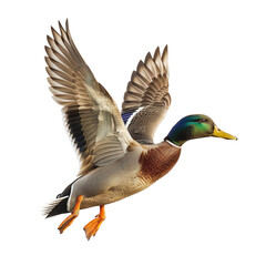 Fototapeta premium Mallard Duck in vibrant flight against a white background