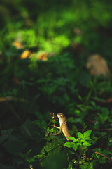 Lizards belong to the order Squamata, which also includes snakes. They are distinguished from snakes by several key characteristics, though evolutionary lines can blur.