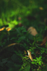 Lizards belong to the order Squamata, which also includes snakes. They are distinguished from snakes by several key characteristics, though evolutionary lines can blur.