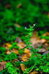 Flowers have evolved a myriad of strategies to ensure successful pollination.   
Pollinator Attraction: Many flowers have evolved vibrant colors, enticing scents